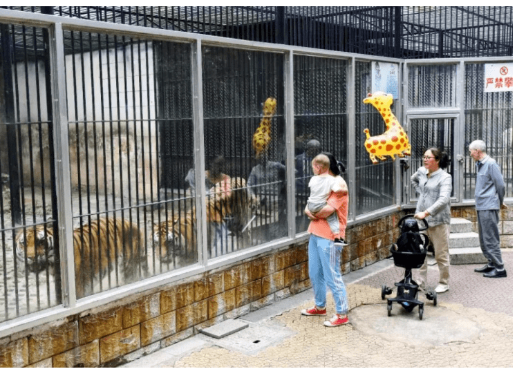 芜湖何时能拥有一座野生动物园