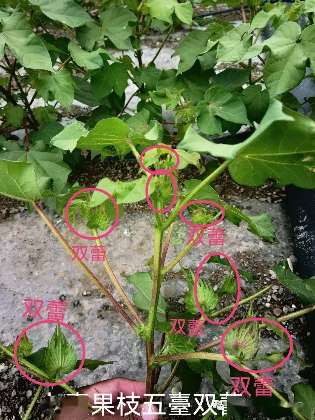 棉花属于中度敏感的作物,棉花叶,花,果以及根和茎的正常生长都会受到