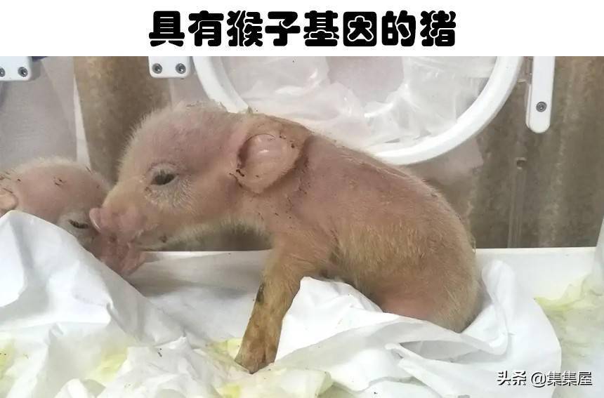 在这个世界上真实存在着的5种奇怪的杂交动物