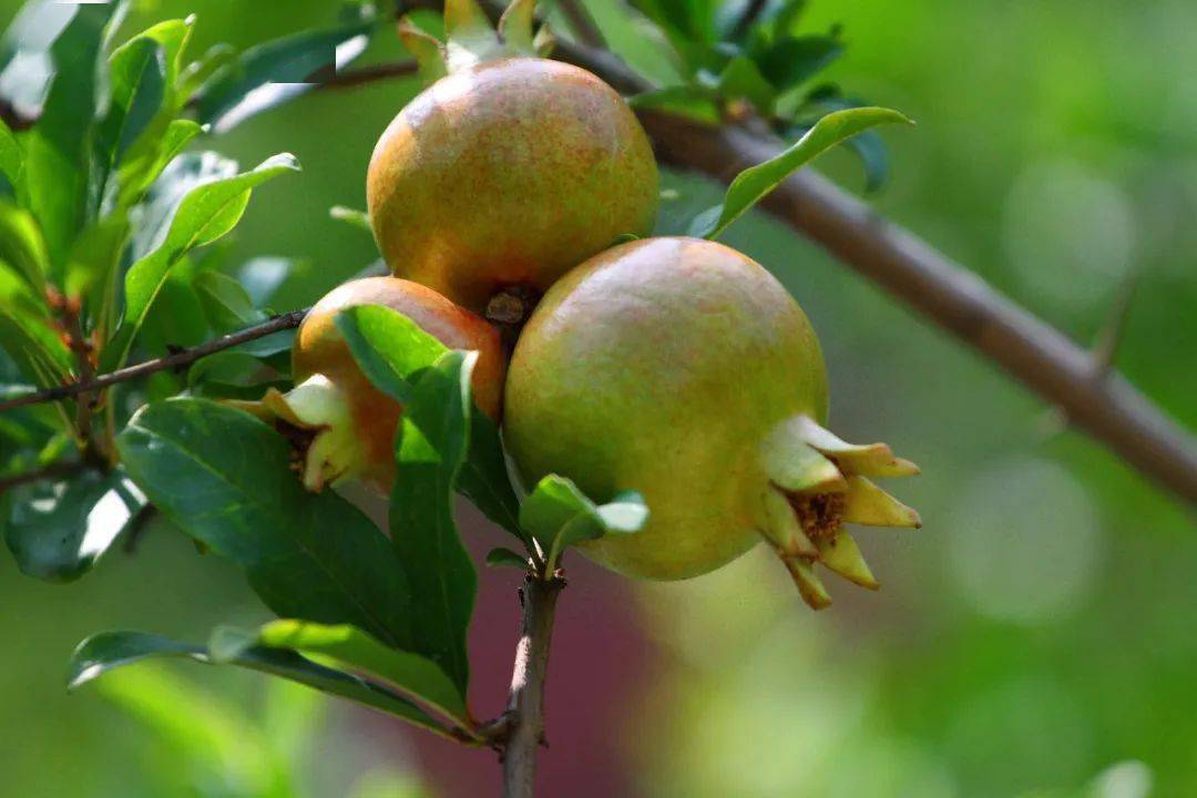 安炳兆《满树石榴开笑口》焦子生《红花迷人眼》赵英旭《石榴花开》