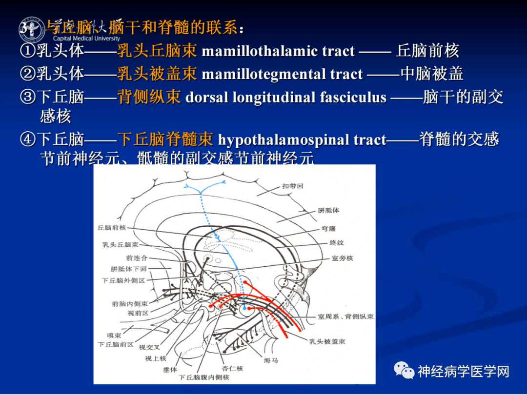 顱腦解剖-間腦_醫學網_異議_立場