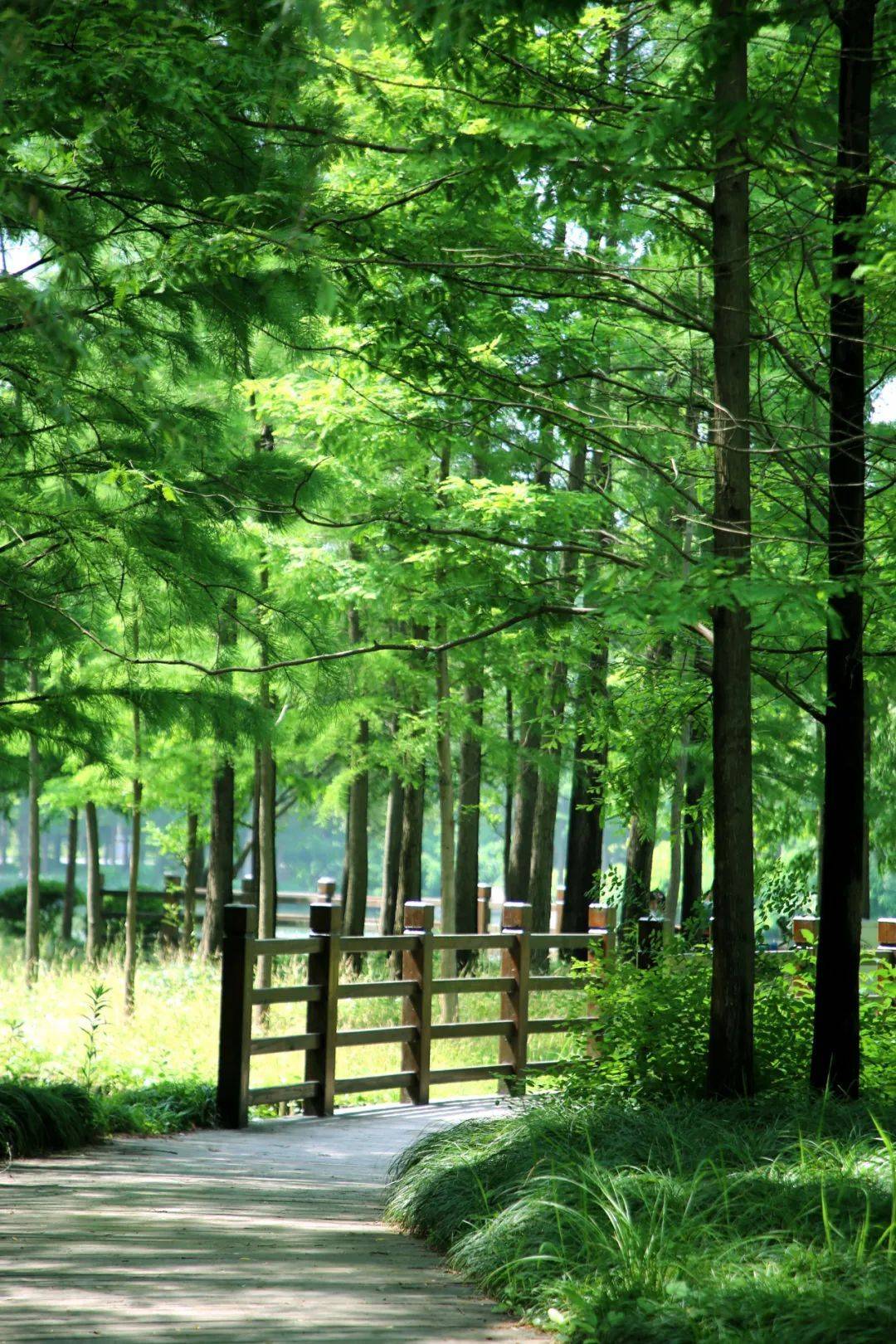 绿树成荫初夏的博览公园还是那么美