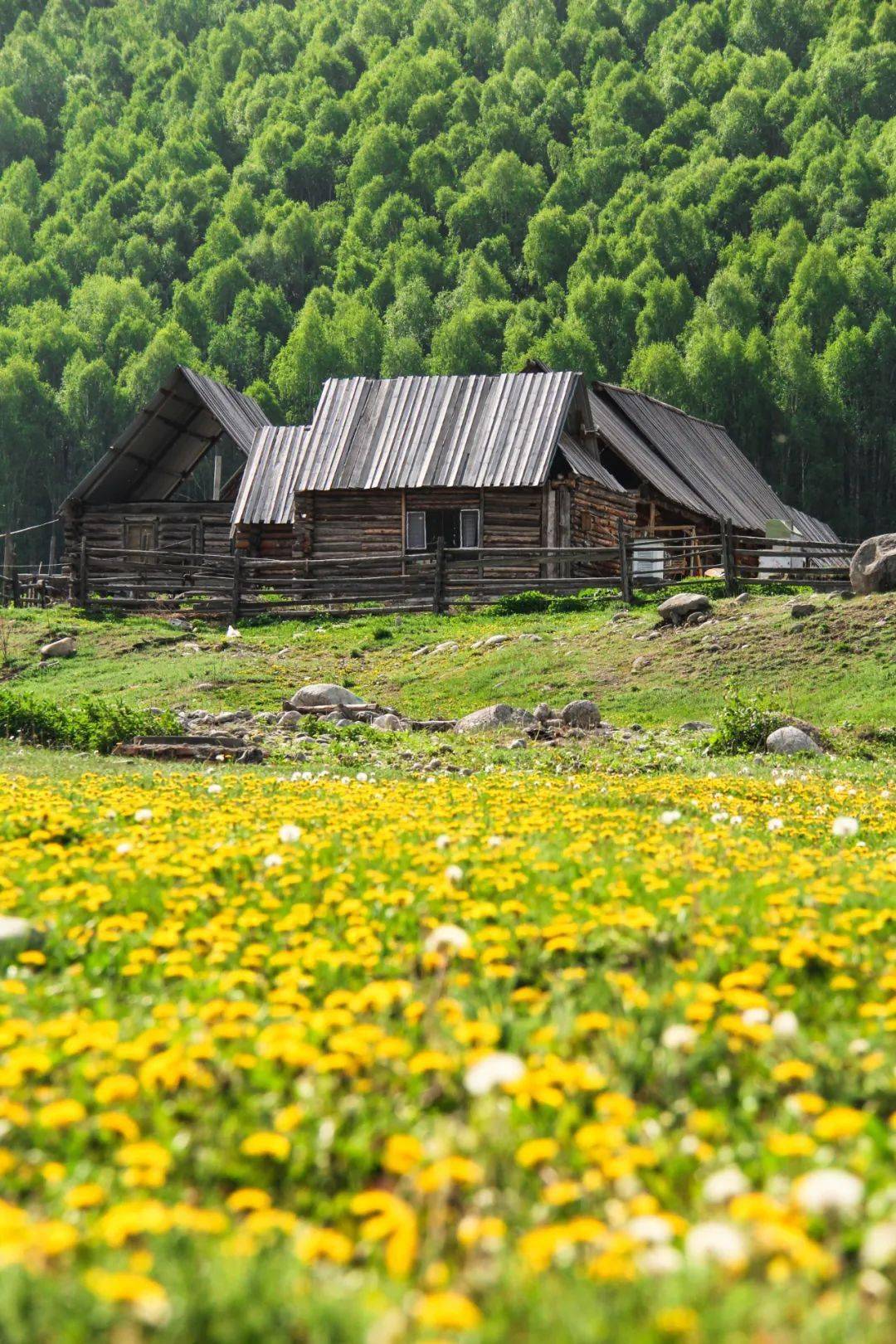 夏天的北疆,美遍十二个时辰!_新疆_草原_禾木村
