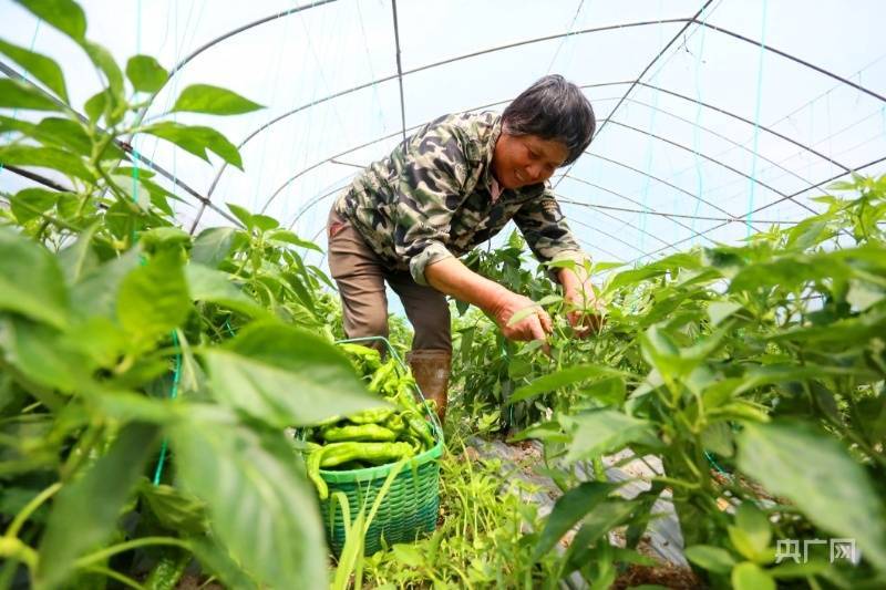 鄧興東 攝)近日,江西省撫州市金溪縣陸坊鄉橋上村10餘畝辣椒長勢喜人