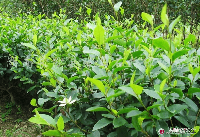 园林绿化最爱的10种香花树种