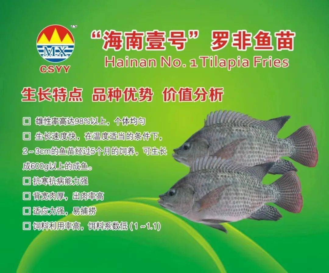 田阳区鱼种场大量海南一号罗非鱼上市_养殖户_生活_水产业