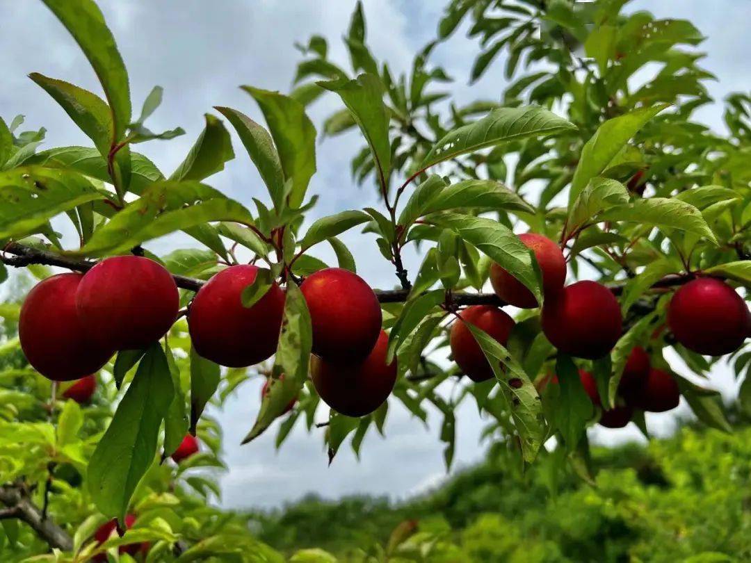 屯溪区黎阳镇李子挂满枝收获致富果