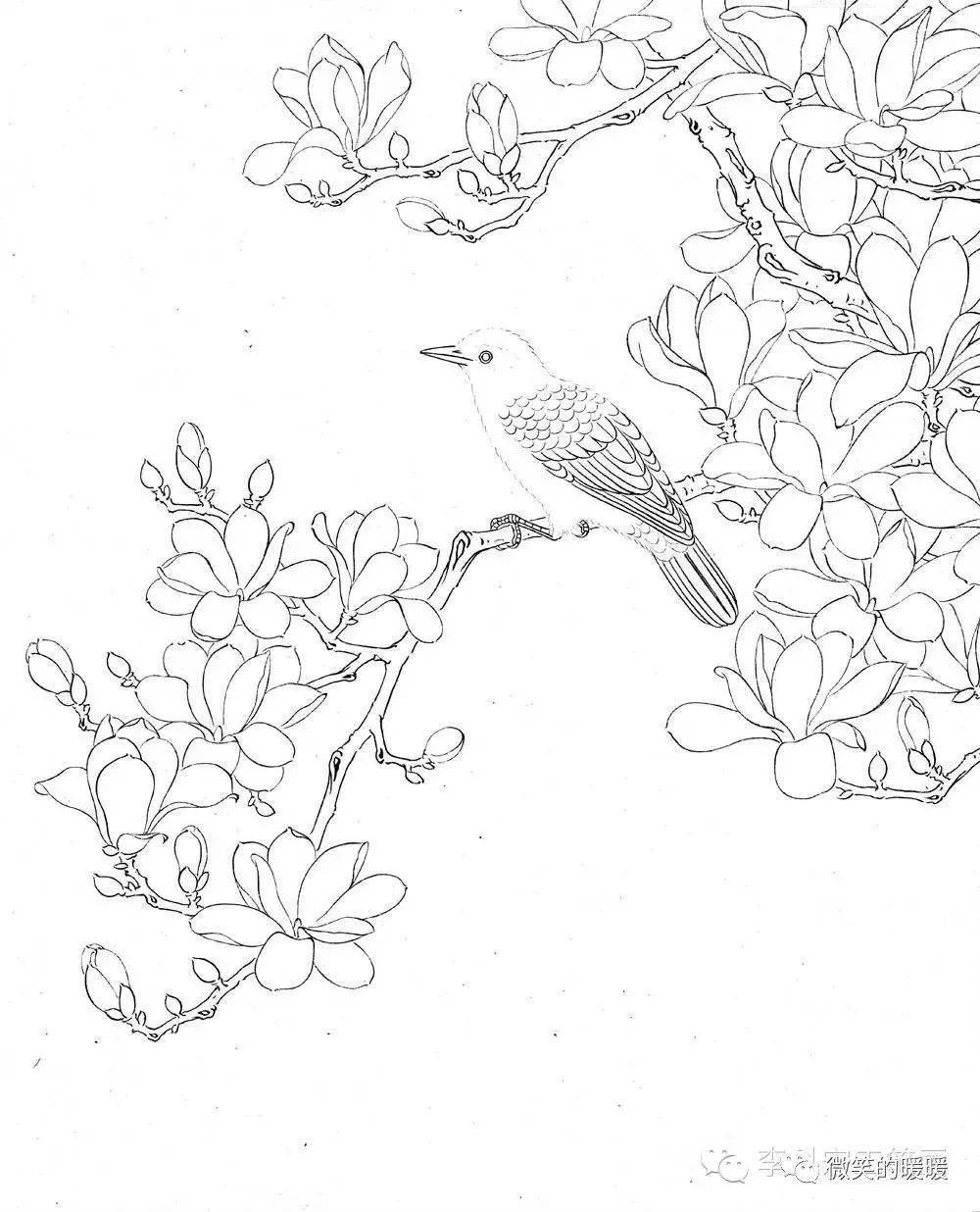 工笔画白描花鸟需要的收藏