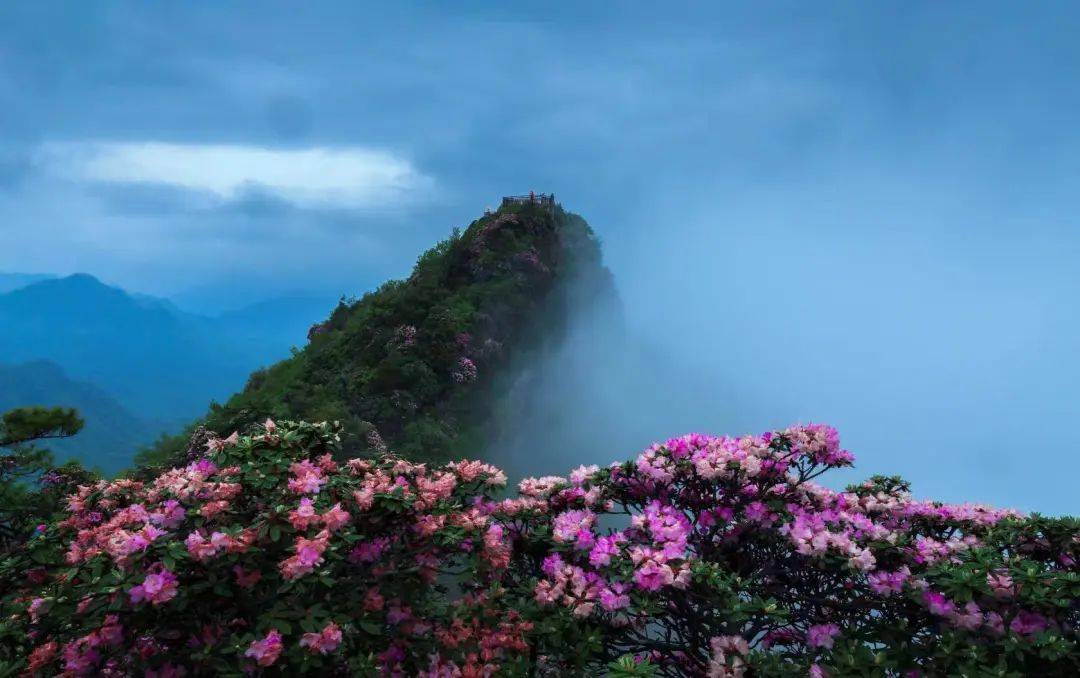 第十届四川光雾山杜鹃花节摄影大赛获奖作品公示