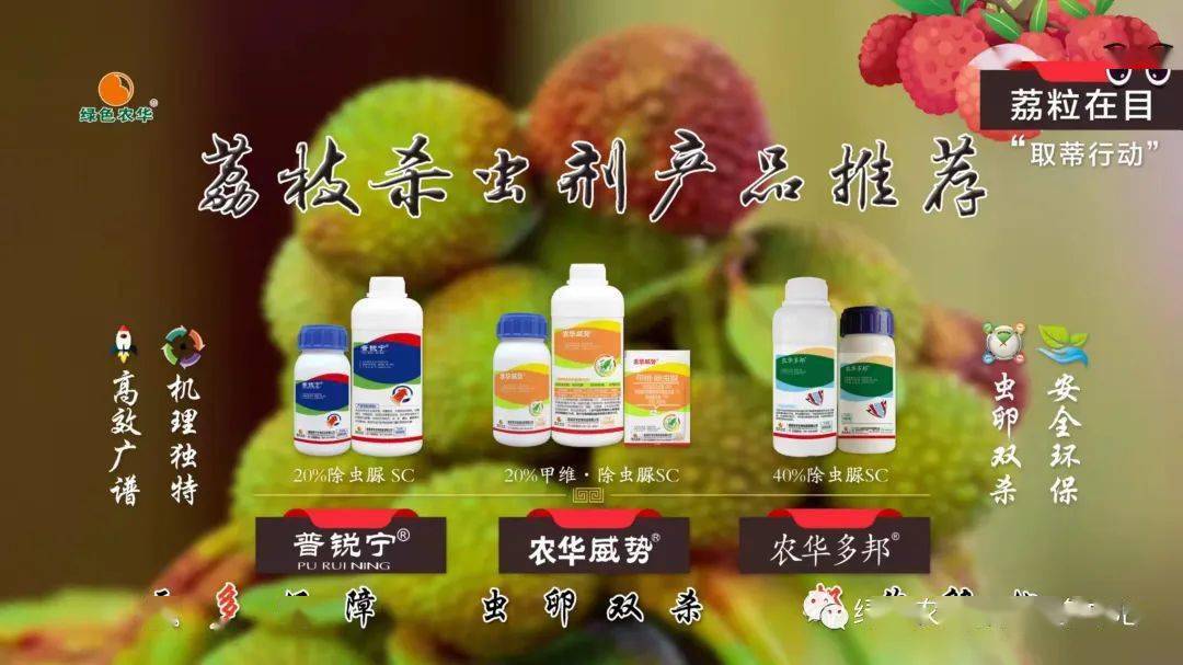 荔枝蒂蛀虫取蒂在行动