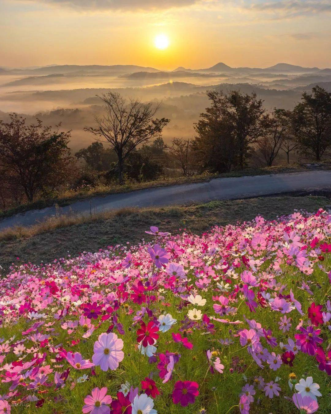 阳光,鲜花,还有美景!_鲜花_美景_阳光