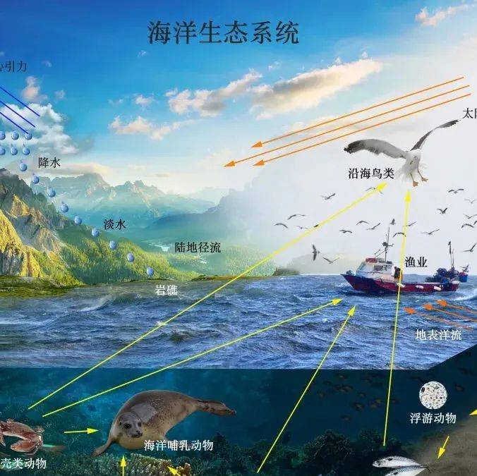 什么是海洋生态系统?_生物_海生_珊瑚礁