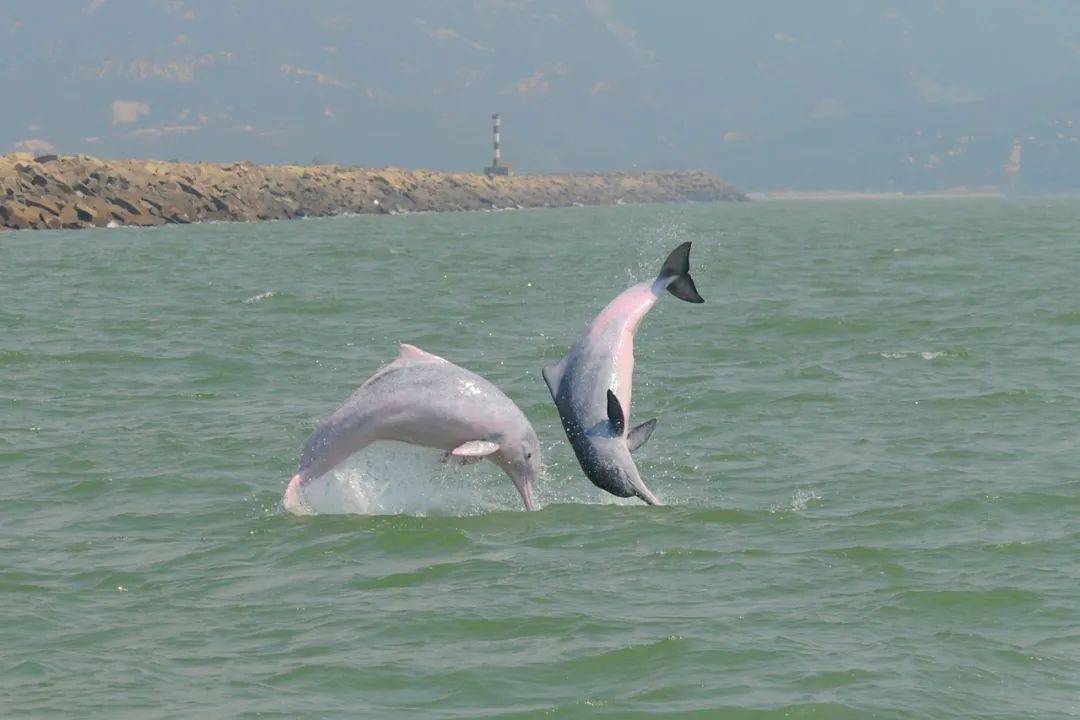 中華白海豚,僑都江門生態名片_保護_海洋_鍾錦澤