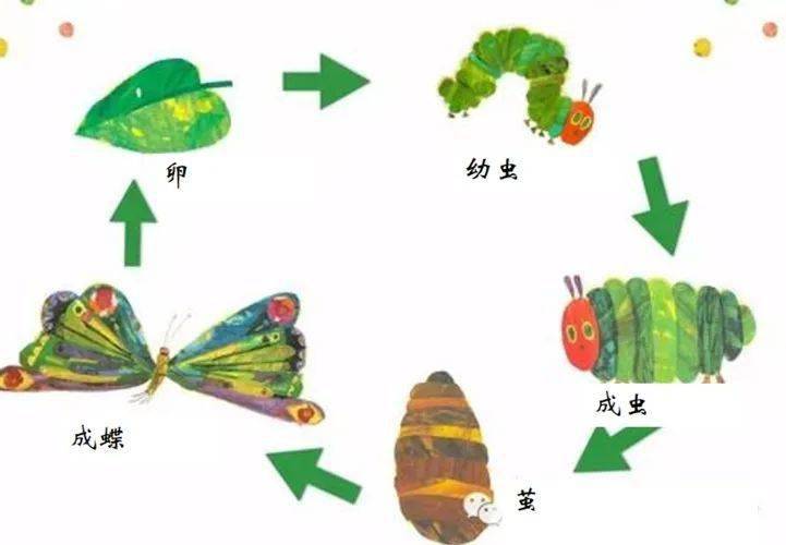 毛毛虫变蝴蝶的过程图图片