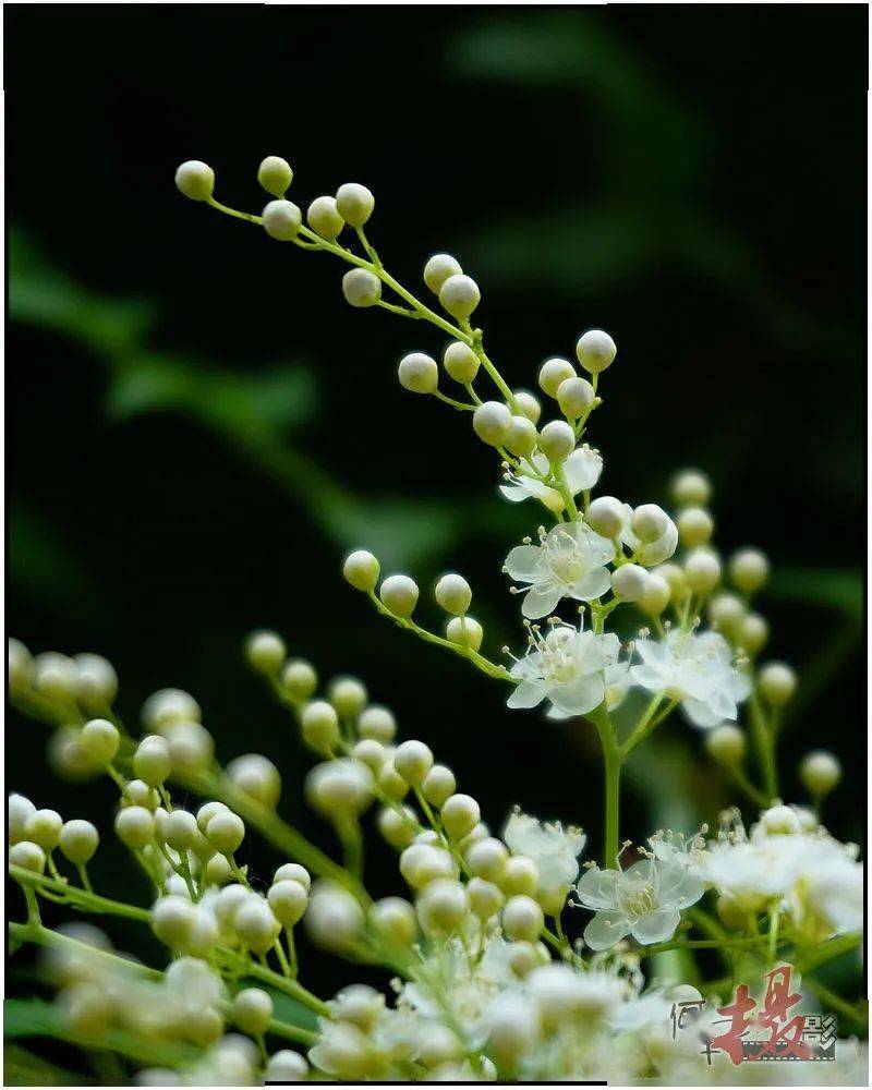 宅居拍花:珍珠梅_花開五_白亮如_梅花而