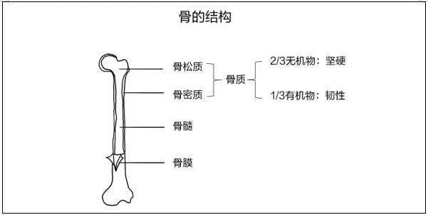 初中生物《骨的结构》说课稿