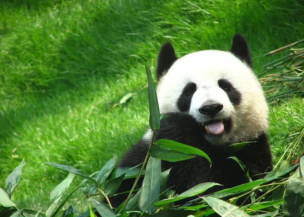 仅需1099元安吉竹博园超值四居别墅清凉过一夏尽享大竹海