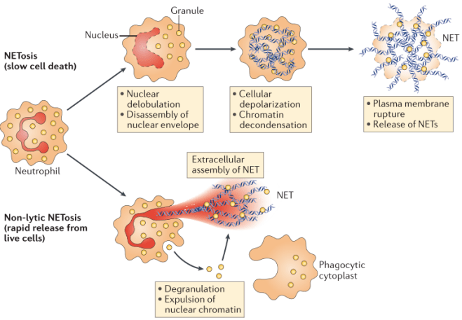 教你怎样靠中性粒细胞胞外诱捕网nets这一热点发表生信好文