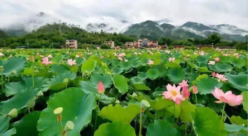 逢週四六日出發魅力從化賞呂田百畝荷花避暑秘境千瀧溝大瀑布漫步廣州