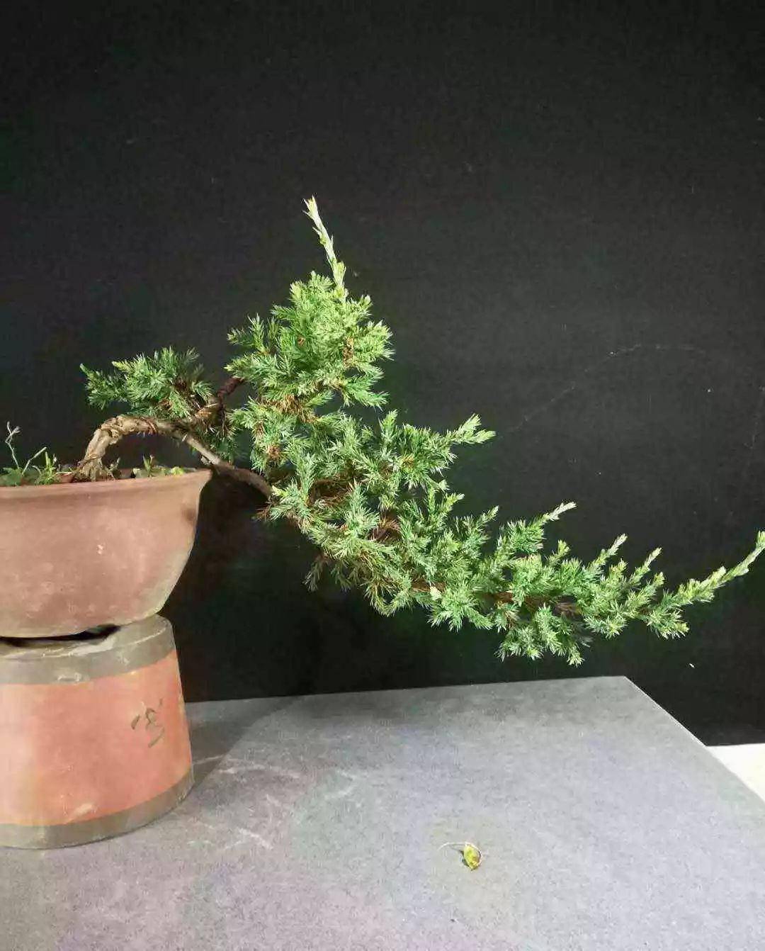 初探盆景蟠扎,不妨选择地柏素材来练手!_台友来_造型_进行