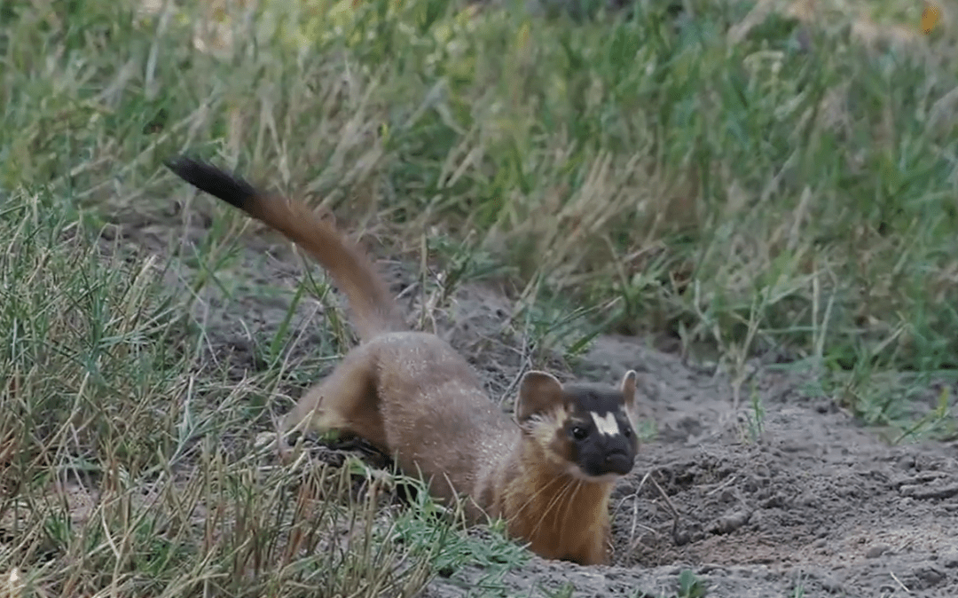 黄喉貂到底有多厉害猴子惨被摁在地上猛锤竟毫无还手之力