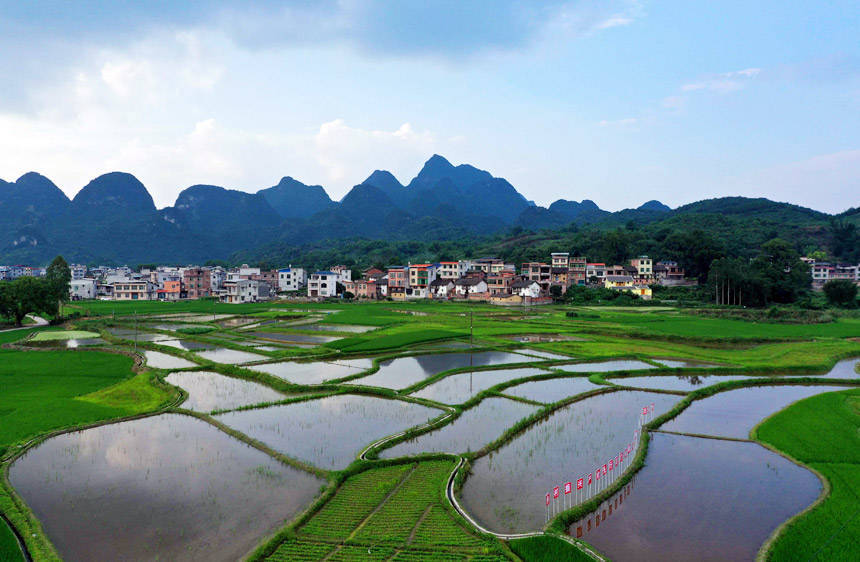 广西:诗意田园留乡愁_融安县_生态_大良镇
