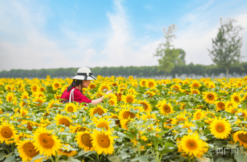 河南内黄：油葵开出“致富花”