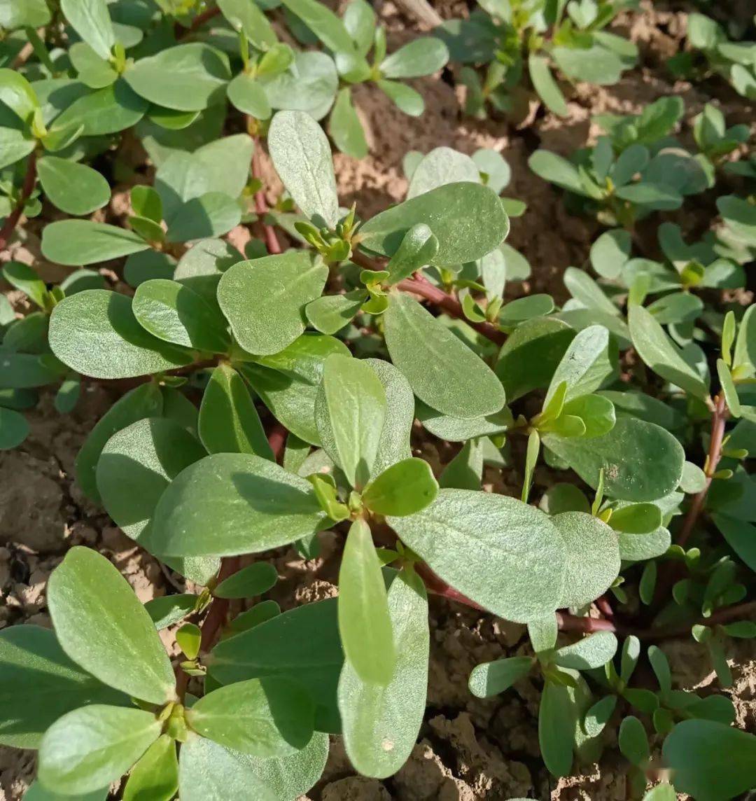 玛玛菜狗尾草头摇香香花微笑田间挖野菜女人舒展阔叶玉米六月的田间玉