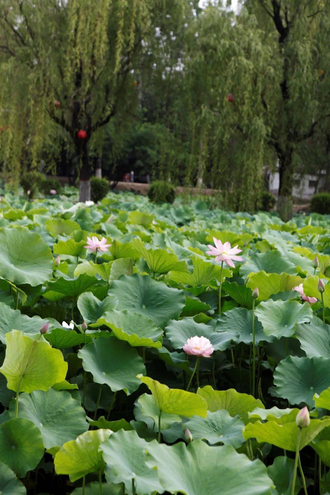 漫步咸阳湖,赏夏日"荷"韵~_赏荷_荷花_渭滨公园