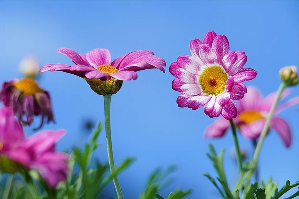 每天清晨对着镜子笑一笑,保留一份好心情,把温暖传递给别人,阳光心态