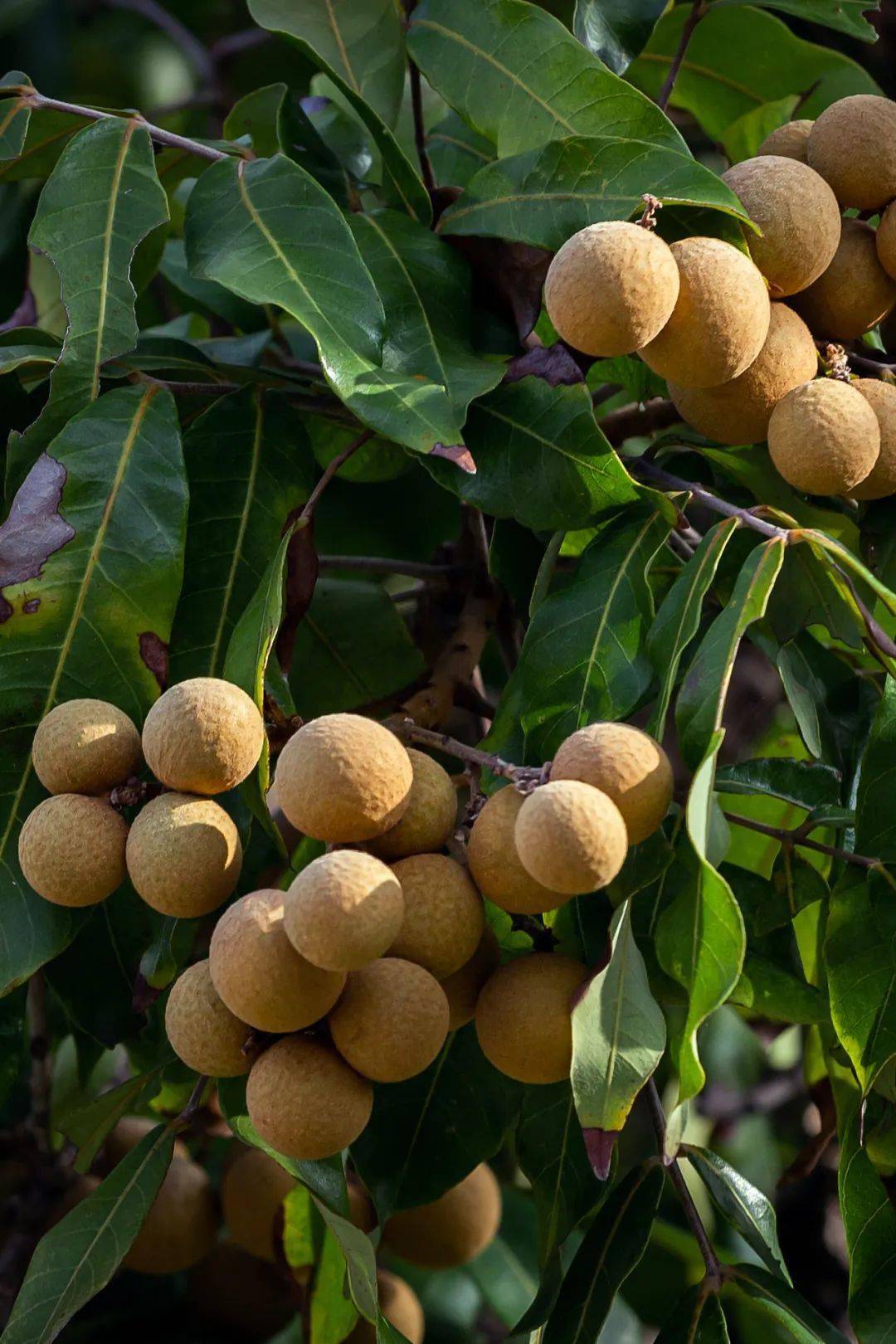 莆田龙眼最好的桂圆最早的莆商