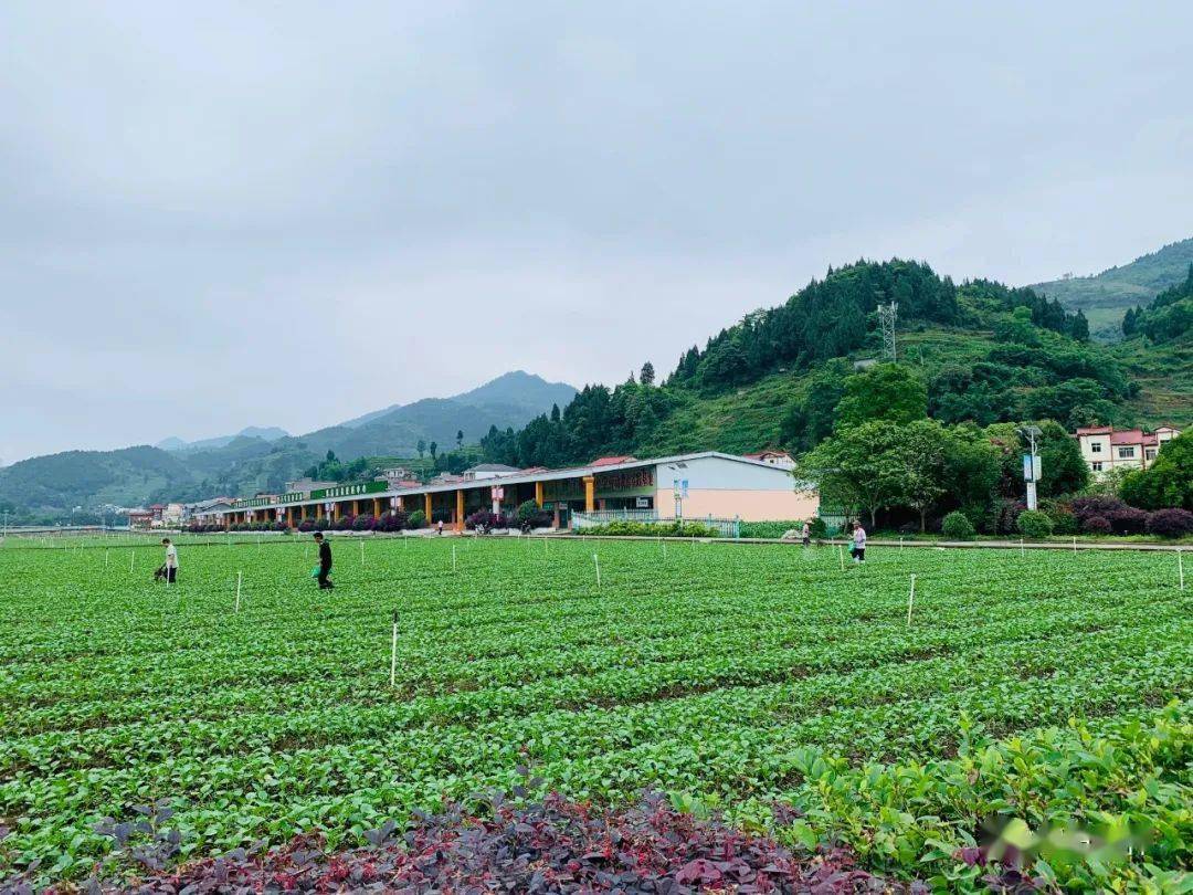 五马:蔬菜绿油油 农民乐呵呵