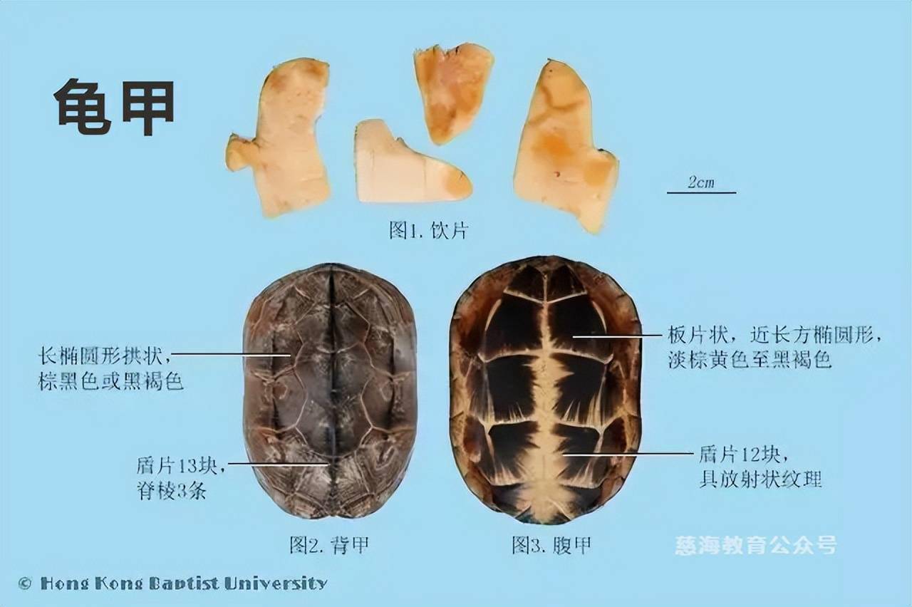 每天学习一味中药龟甲