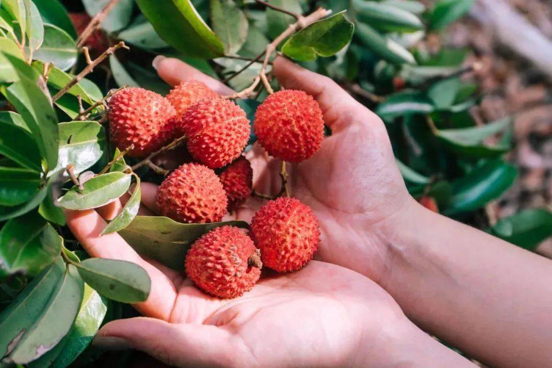 惠州镇隆荔枝将大量上市价格上涨