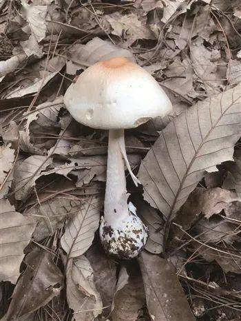 安顺市首次发现剧毒野生菌淡红鹅膏菌