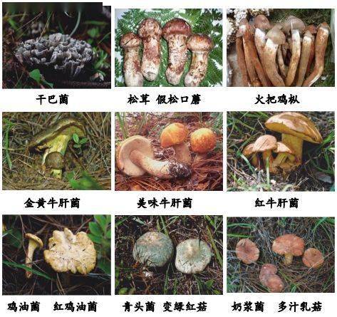 食肉菌常见于哪里图片