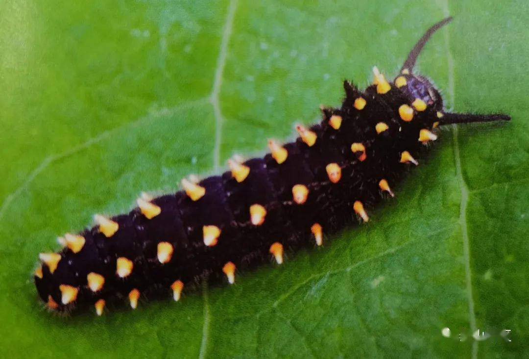 【泰山昆虫科普】——丝带凤蝶_幼虫_黑色_外缘
