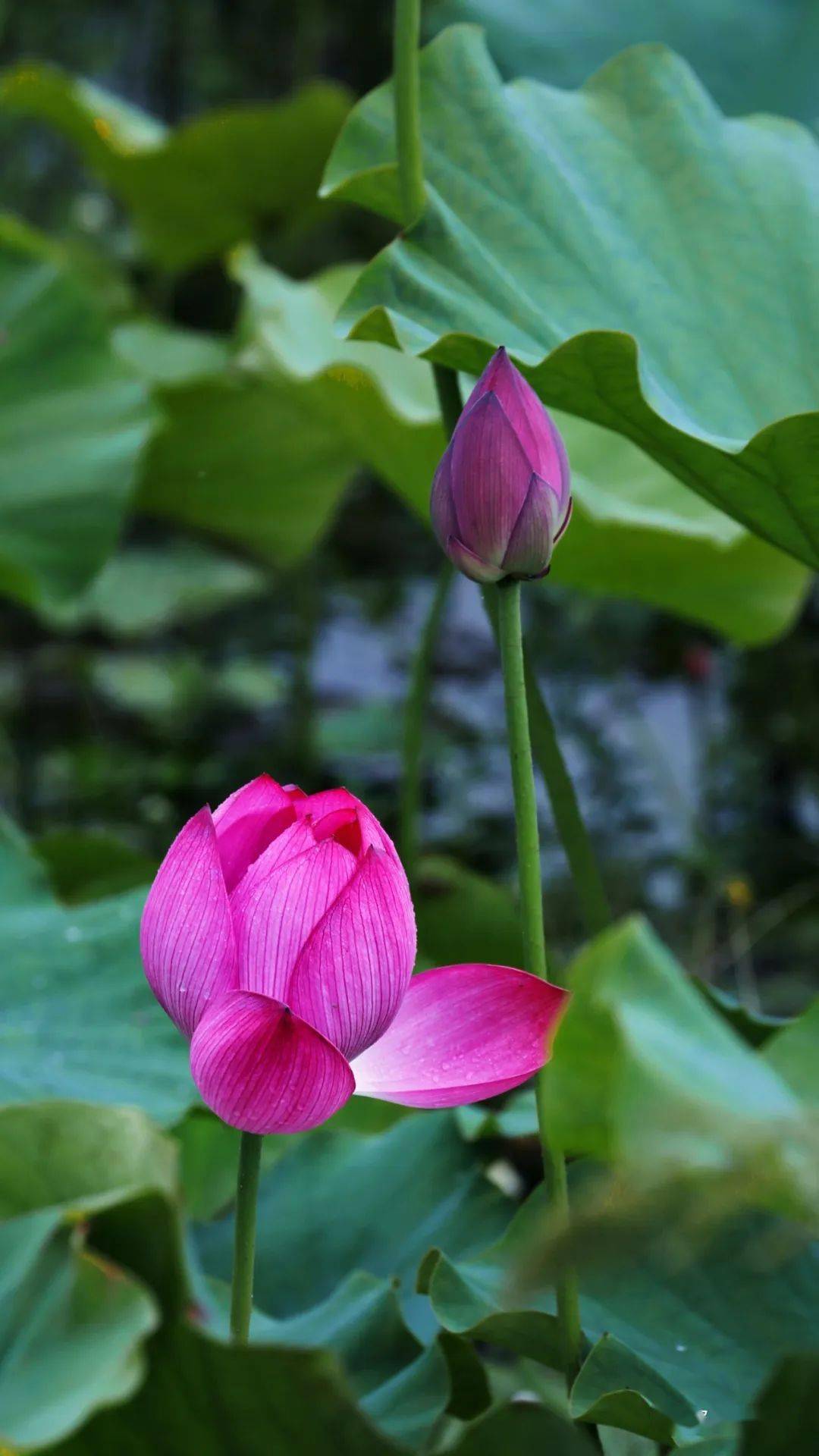 最新实拍都江堰今夏第一波荷花已开去这2个地方赏花刚刚好