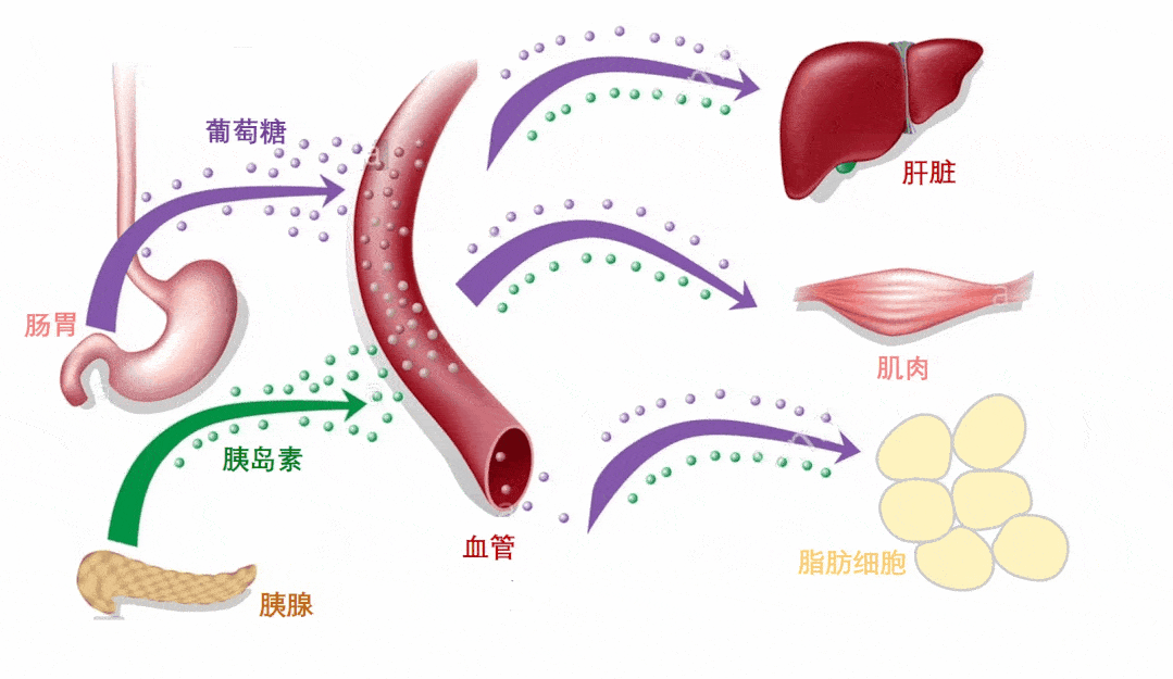 Retatrutide brain | Shaanxi BLOOM Tech Co., Ltd