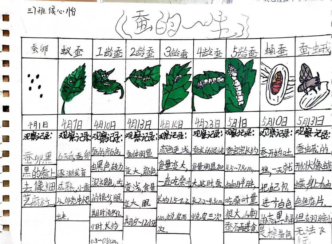 有的同学采取了表格记录的形式,还有的同学撰写了养蚕日记