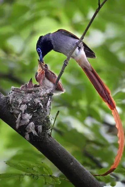 寿带鸟让朱鹮之乡福寿双全的美丽小精灵