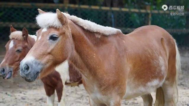 实拍广州网红蘑菇头小龙马性情温顺发型要及时修剪