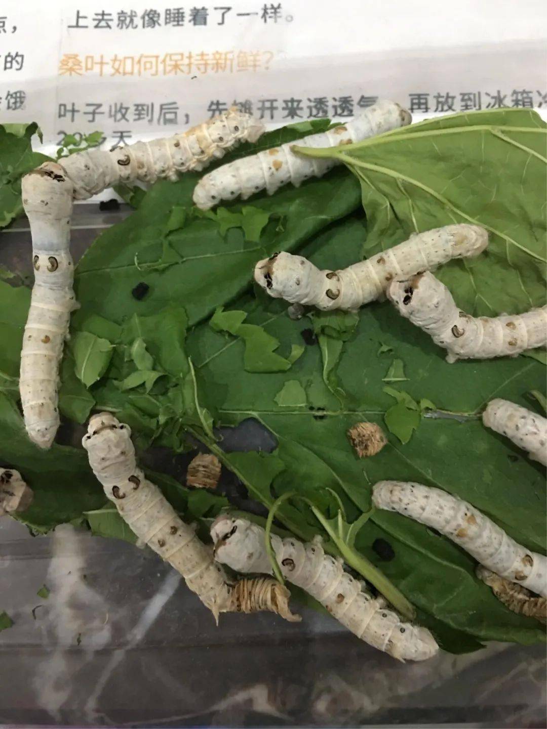 种菜养蚕不亦乐乎经开一校三四年级科学实践活动