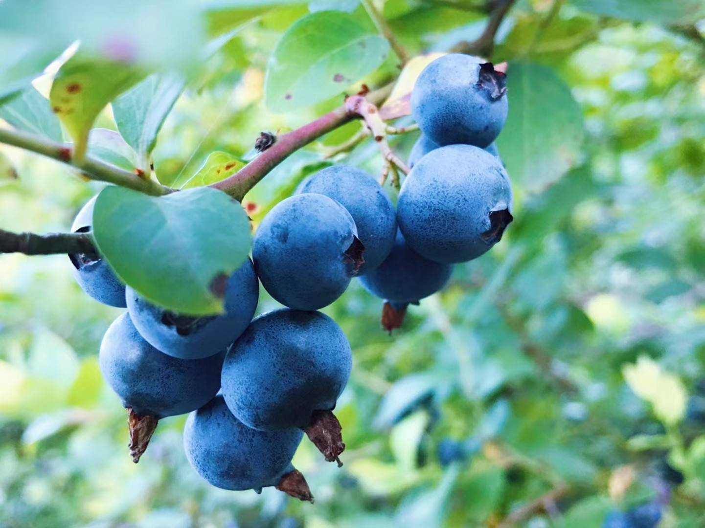 美味"蓝"不住 蓝莓采摘时 "莓"好生活有甜头_种植_涂林念_刘珺珺