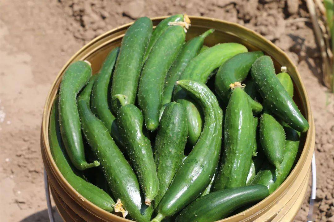 组图霸州一村黄瓜大丰收美