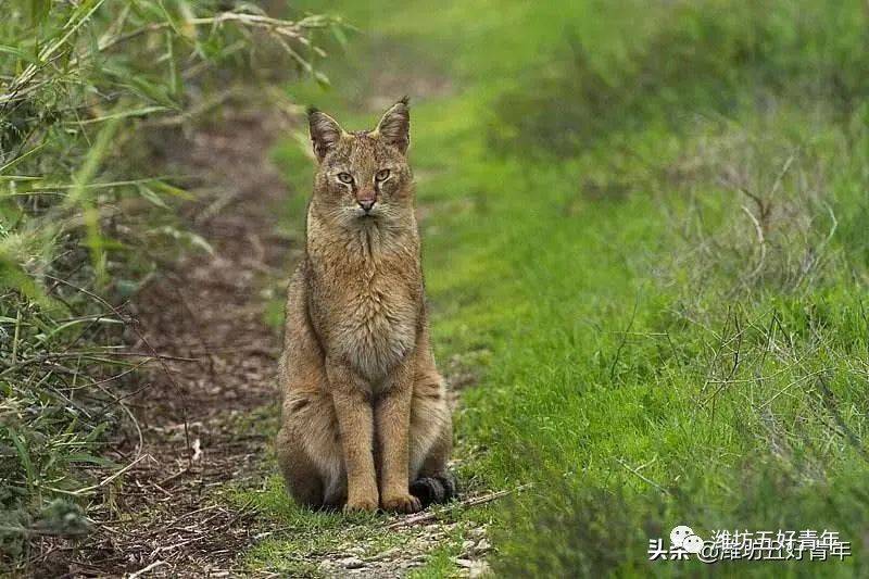 铁狸子猫图片