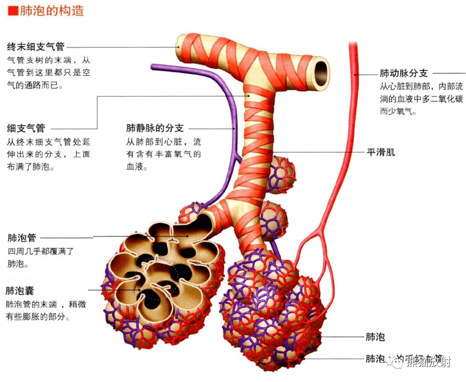 肺的彩色简图图片