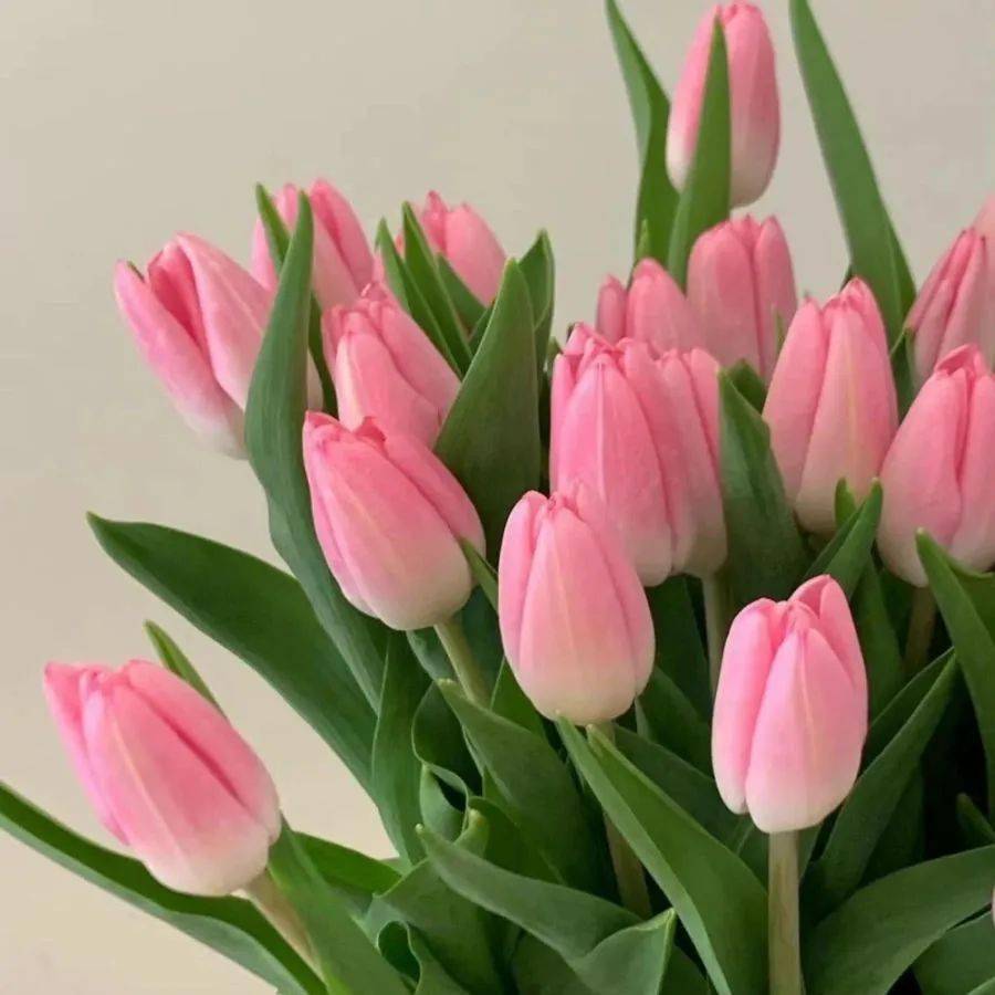 花背景图每天都是甜甜der93愿你们能够保持自己的少女心今天是一期