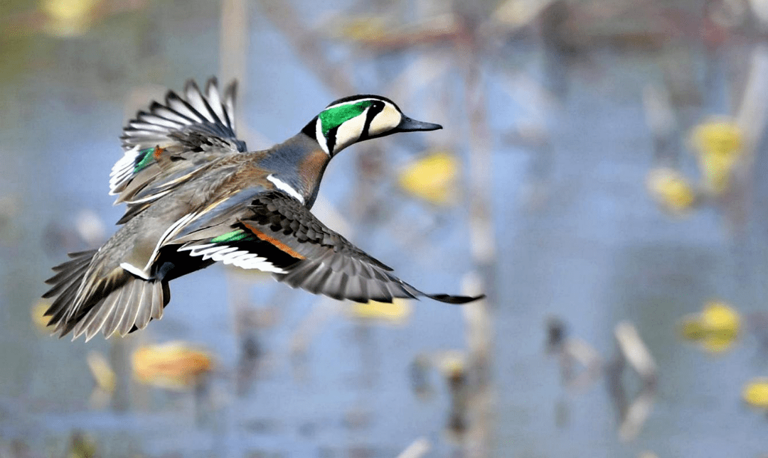 这些鸟儿您都认识吗邛海湿地珍稀鸟类图鉴