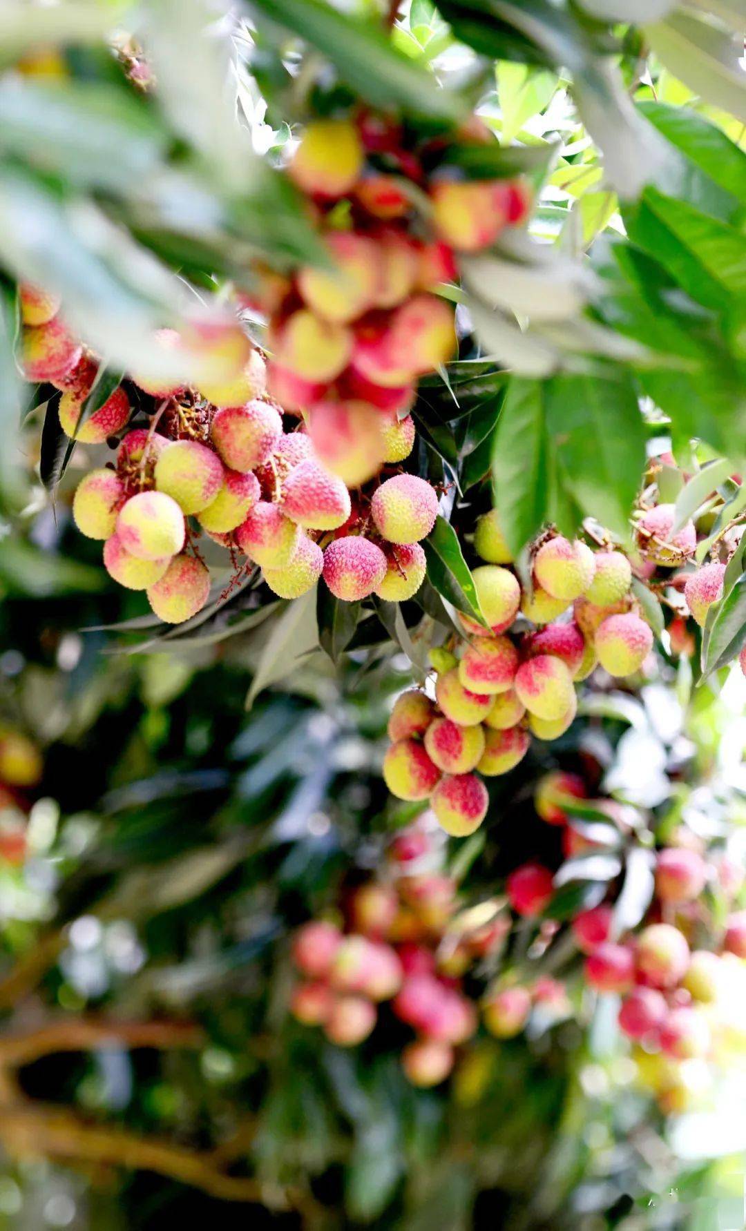 流口水浦北荔枝来了这是夏天的味道